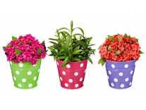 Amazon Brand – Solimo Corrosion Resistant Hanging Planter – Set of 3 (Round – Green, Pink, Purple) Rs. 474