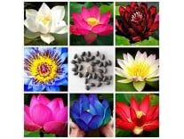 NooElec Seeds India SEEDVILLE Lotus Flower Seeds All Mix Colors Growing Lotus Brings Positive Vibrations According To Vaastu Shastra (Pack of 15 Seeds) Rs. 100