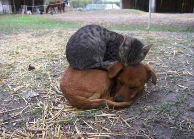 Cats Sleeping On Dogs In Funniest Pictures