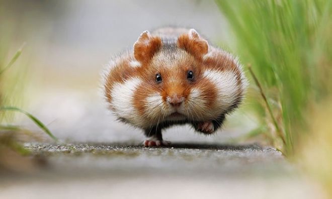 These 20 Cute Hamsters Will Leave You Awestruck
