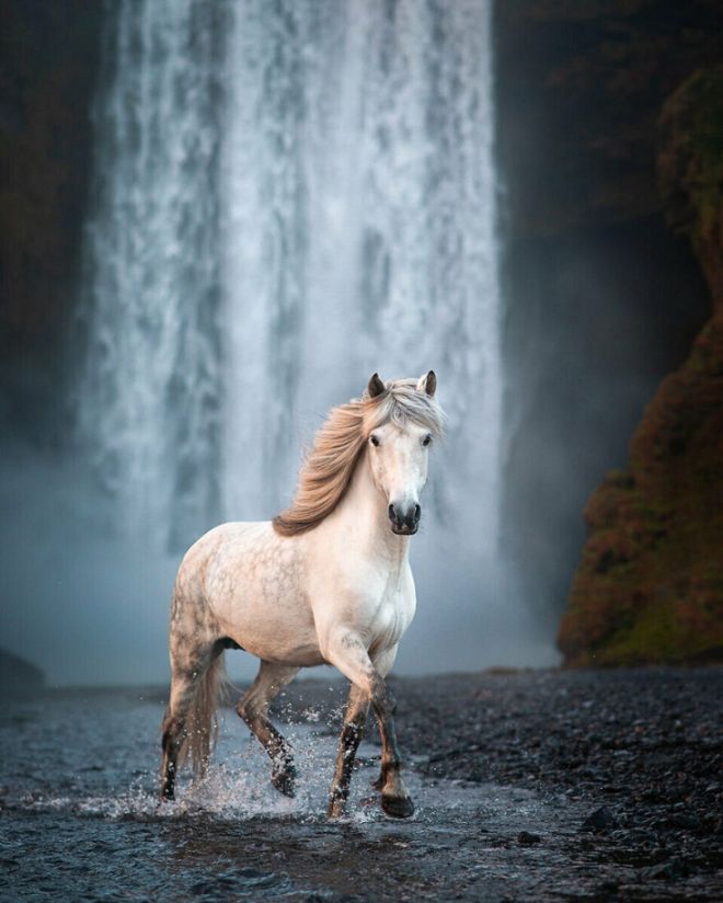 Stunning Horse Photographs That Look Like Realistic Paintings