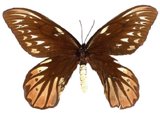 25 Largest Insects Ever Found In World