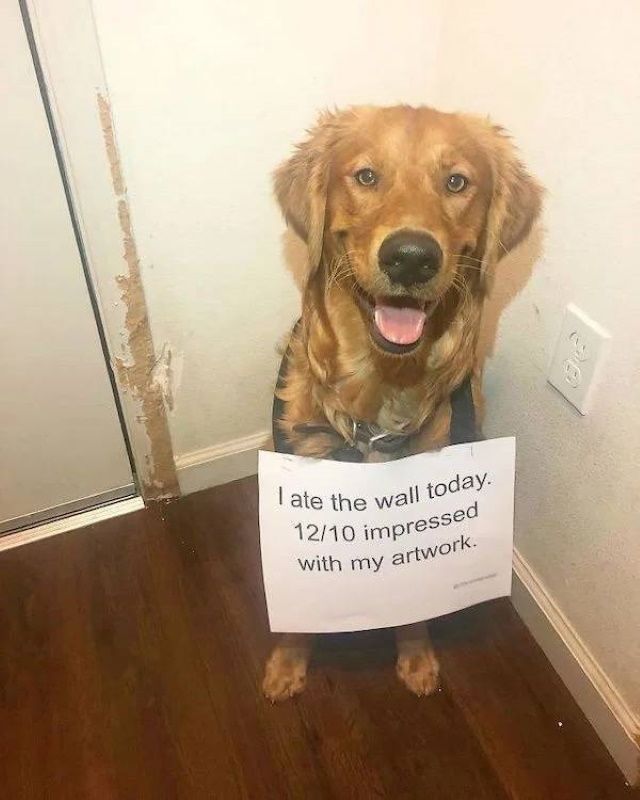 15 Hilarious Shaming Photos Of Naughty Pets
