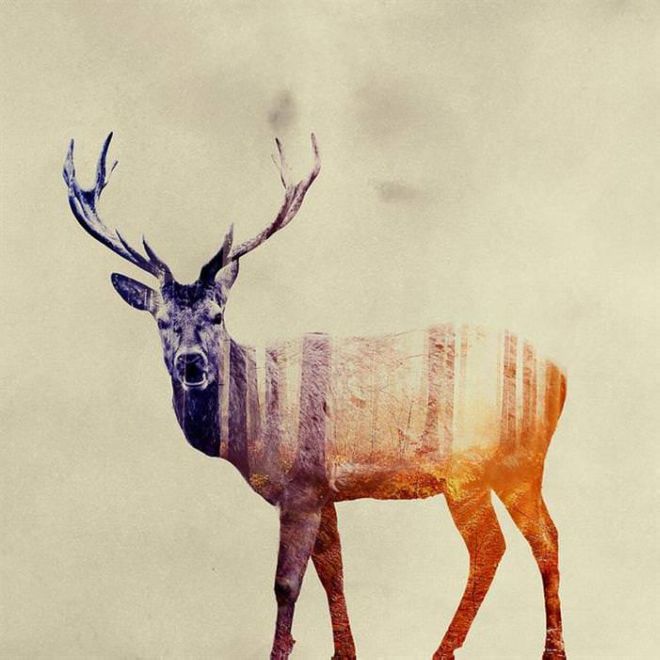 Artistic Animal Photos Merged With Forests