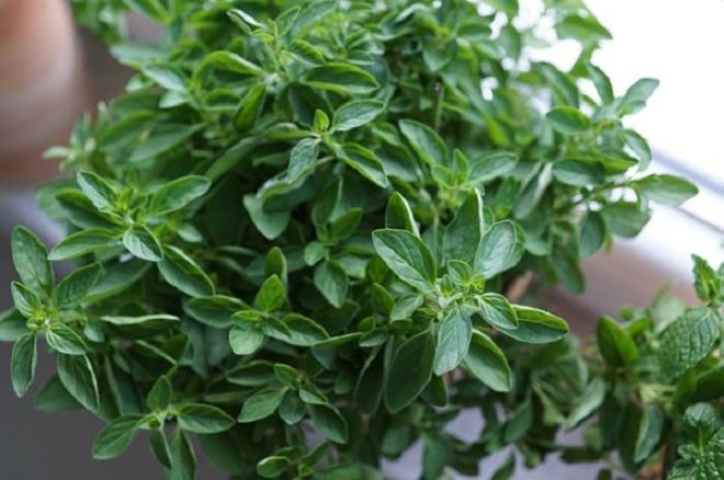 10 Useful Oils That Are A Sure-Shot Remedy For Cold And Flu