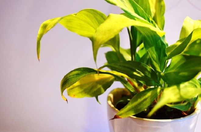 6 Ways Your Plants Try To Communicate With You