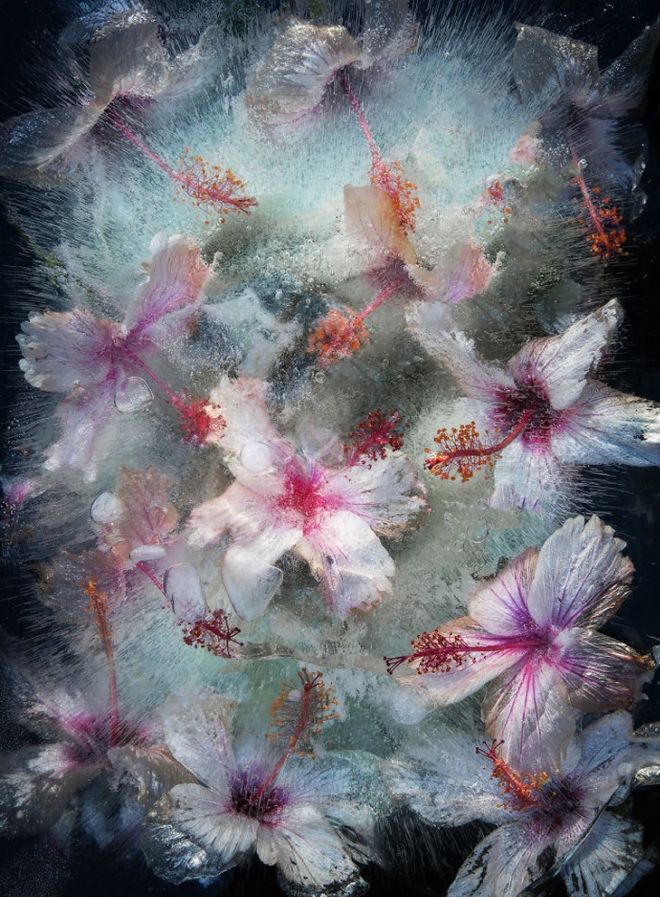 16 Beautiful Flowers Captured Frozen In Ice