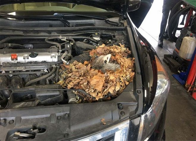 12 Hilarious Things Car Mechanics Found On Their Job