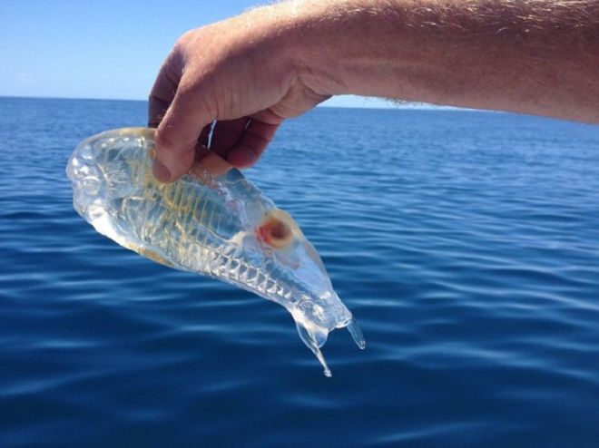 15 Surprising Pictures Of The Most Bizarre Things