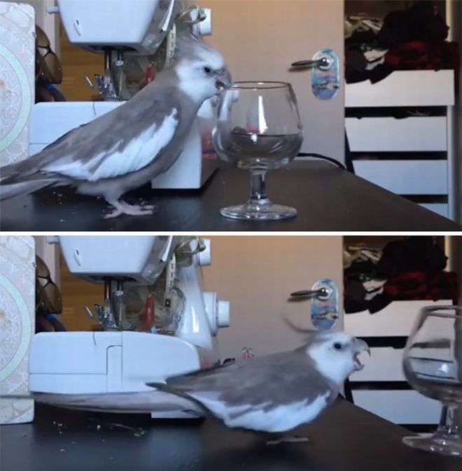 20 Badass Birds That Will Make Your Laugh