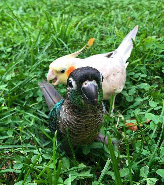 20 Badass Birds That Will Make Your Laugh