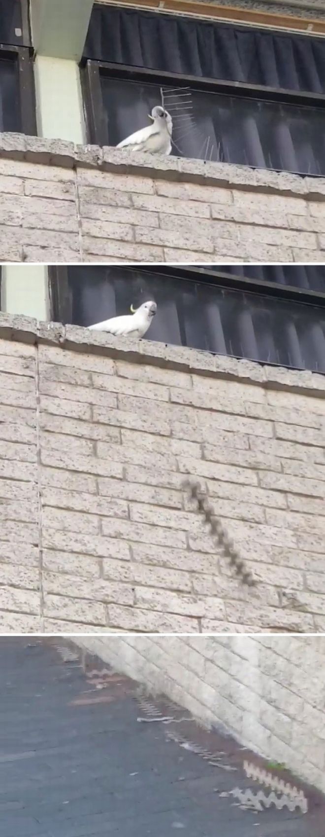 20 Badass Birds That Will Make Your Laugh