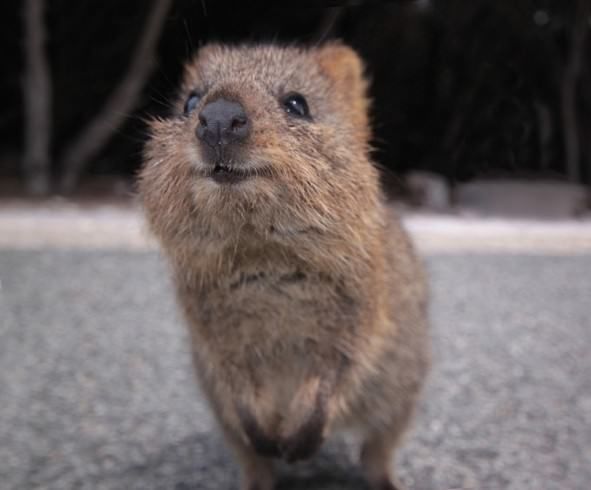 18 Adorable Animals From Australia | Funzug.com