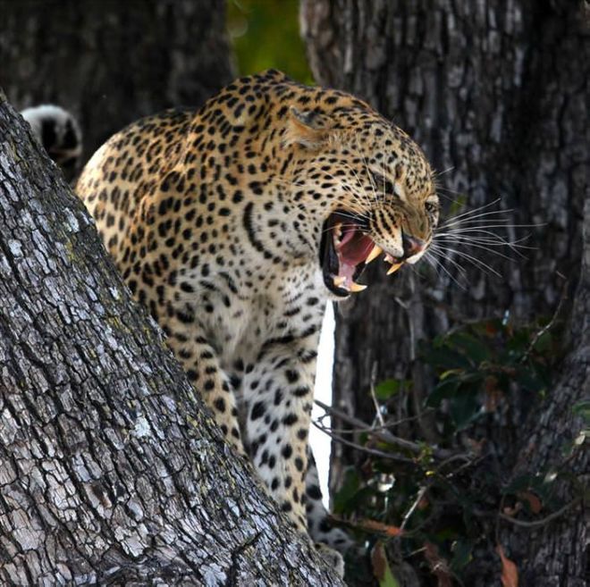 wildlife safari in africa