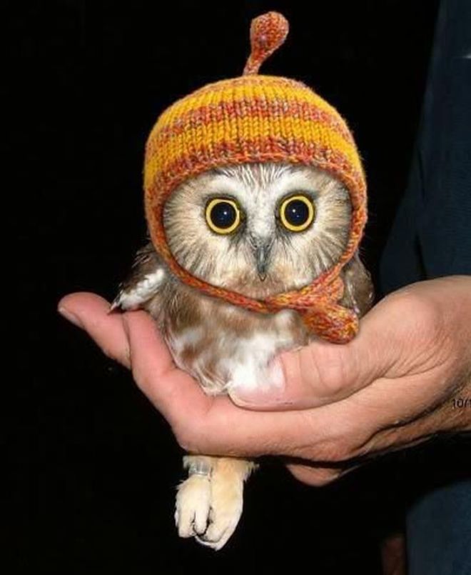 These 20 Animals Look Really Cute In Hats | Funzug.com