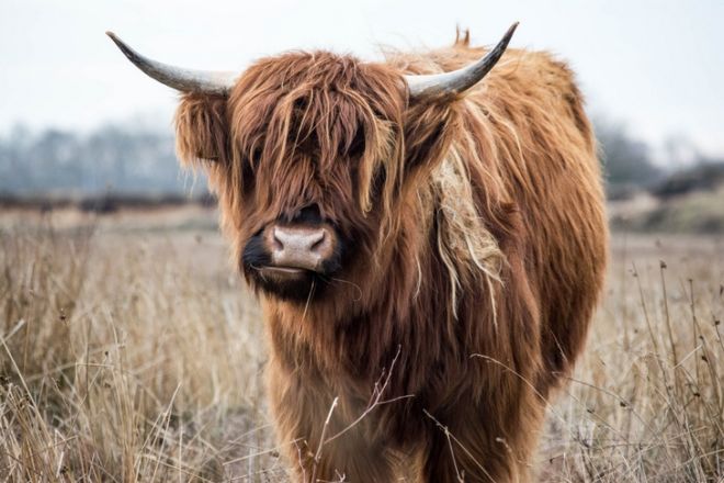 17 Dashing Animals That Have Wonderful Hair | Funzug.com