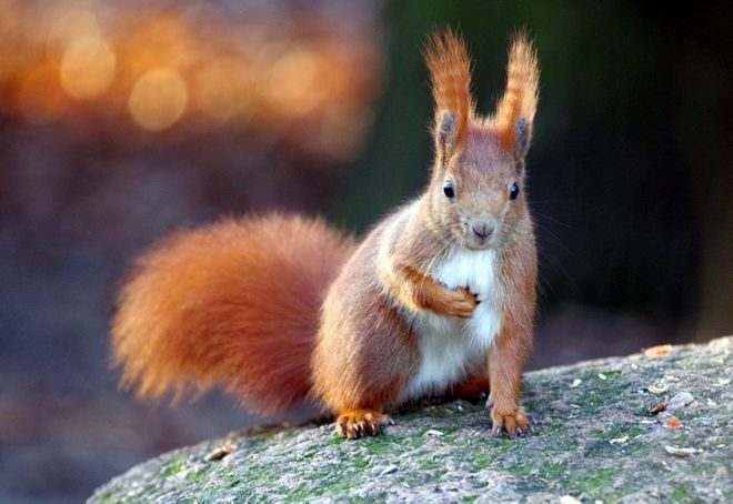 17 Dashing Animals That Have Wonderful Hair | Funzug.com