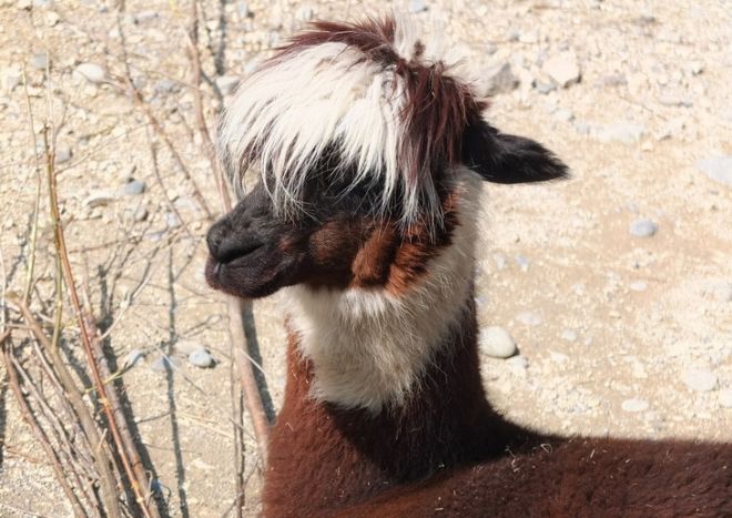 17 Dashing Animals That Have Wonderful Hair | Funzug.com