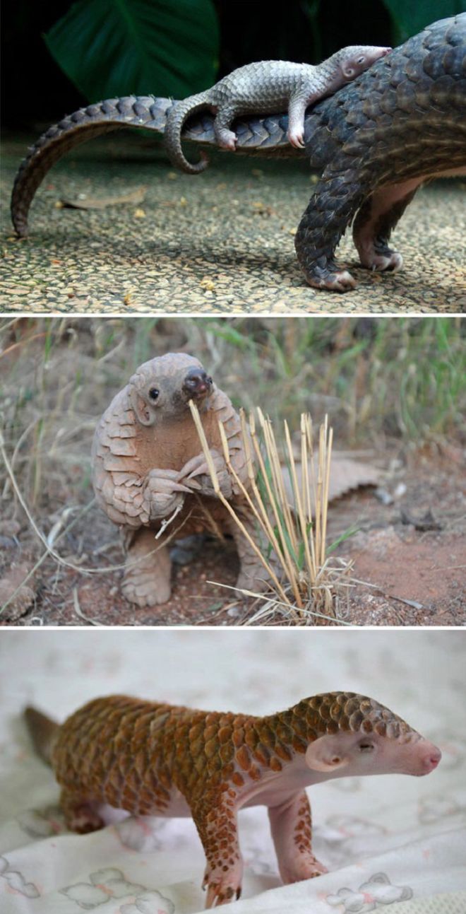 These 17 Rare Baby Animals Will Leave You Awestruck