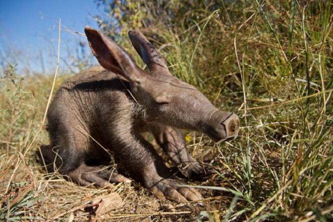 These 17 Rare Baby Animals Will Leave You Awestruck