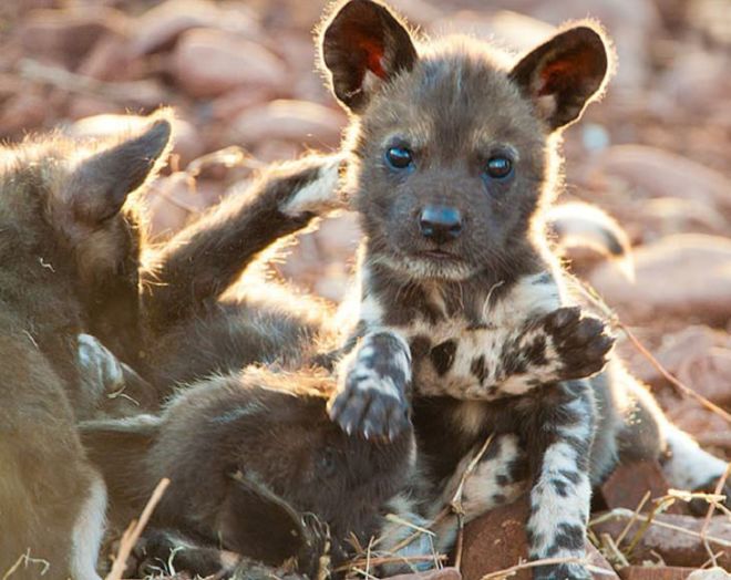 These 17 Rare Baby Animals Will Leave You Awestruck