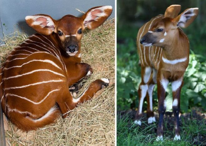 These 17 Rare Baby Animals Will Leave You Awestruck