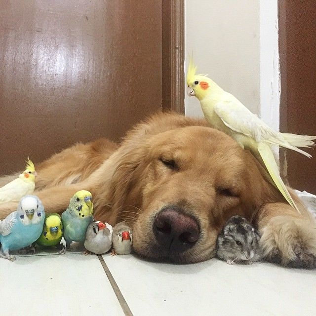 A Brazilian Man And His Cutest Friends Will Make Your Day