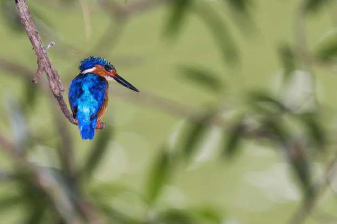 Madagascar Is The 'Paradise' Of Exotic Animals