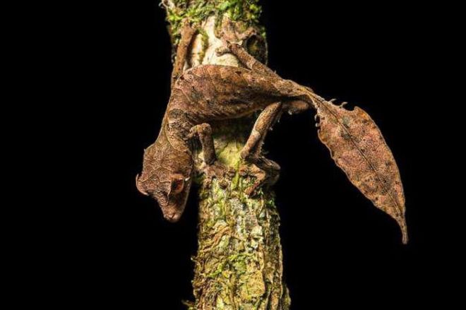 Madagascar Is The 'Paradise' Of Exotic Animals