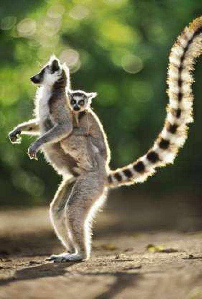 Madagascar Is The 'Paradise' Of Exotic Animals