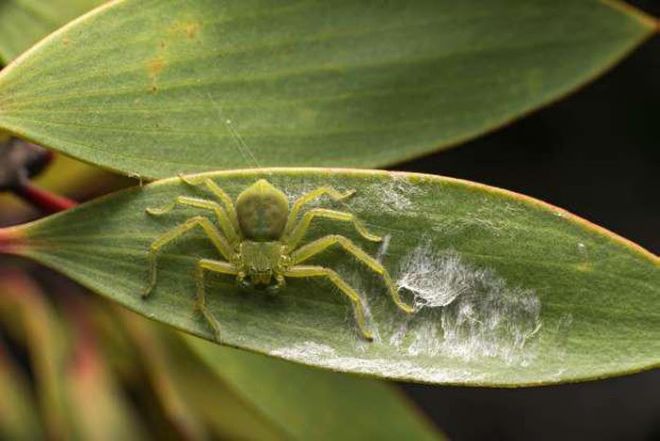 Madagascar Is The 'Paradise' Of Exotic Animals