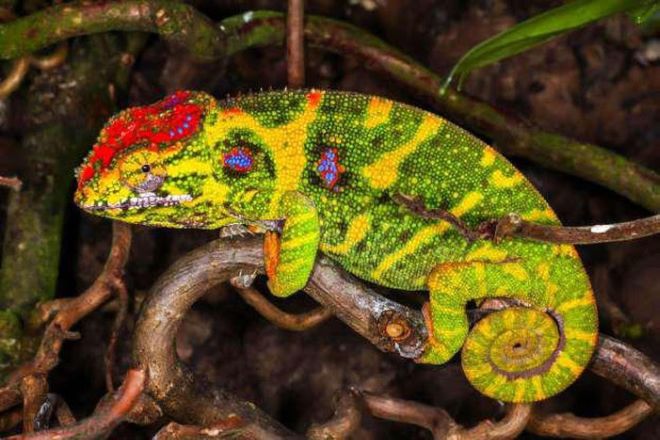 Madagascar Is The 'Paradise' Of Exotic Animals