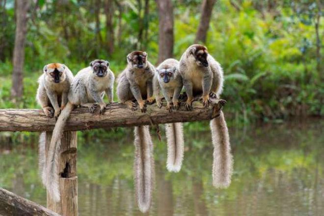 Madagascar Is The 'Paradise' Of Exotic Animals