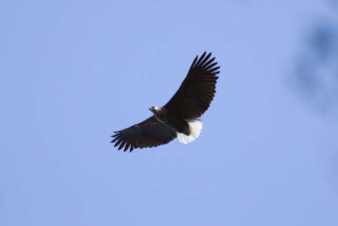 Madagascar Is The 'Paradise' Of Exotic Animals