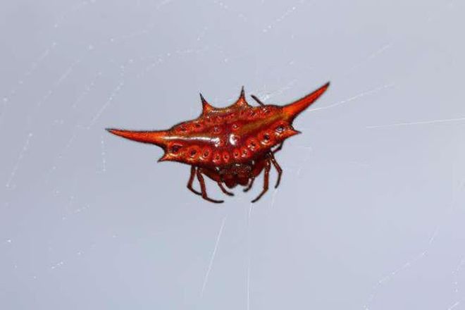 Madagascar Is The 'Paradise' Of Exotic Animals