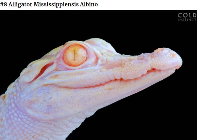 The 22 Most Flamboyant And Dangerous Creatures