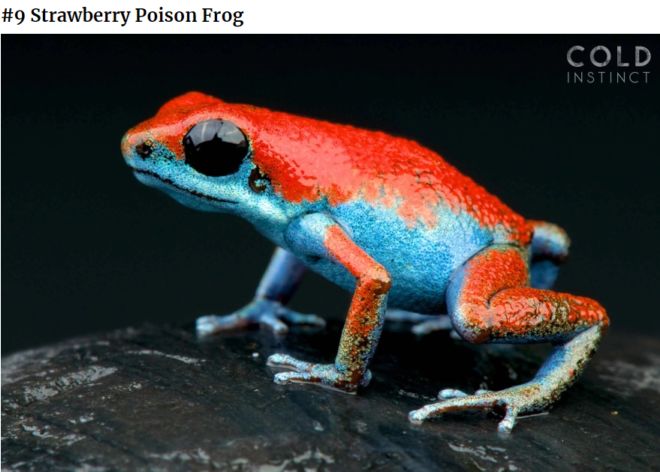 The 22 Most Flamboyant And Dangerous Creatures
