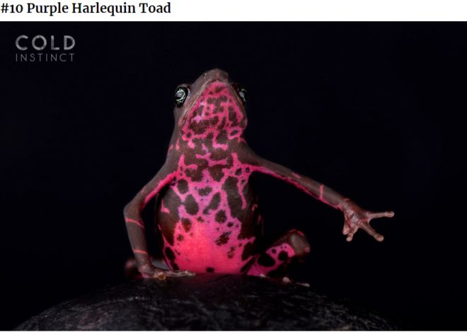 The 22 Most Flamboyant And Dangerous Creatures