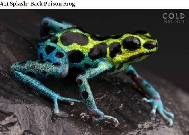 The 22 Most Flamboyant And Dangerous Creatures