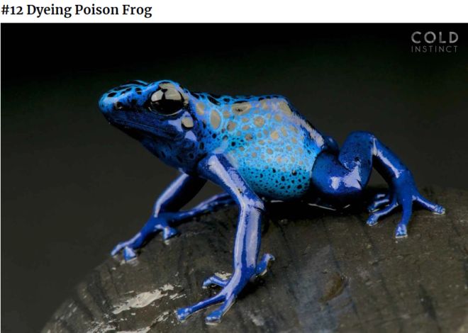 The 22 Most Flamboyant And Dangerous Creatures
