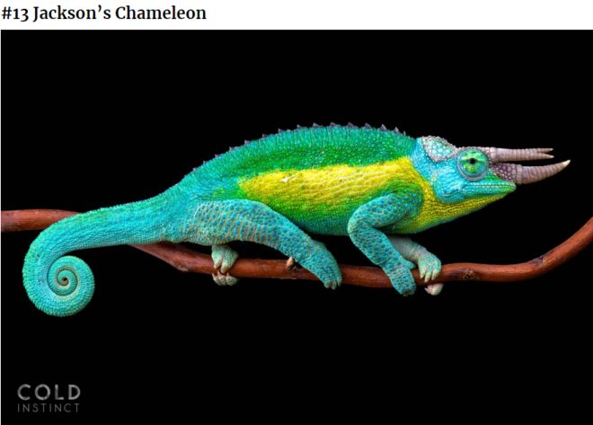 The 22 Most Flamboyant And Dangerous Creatures