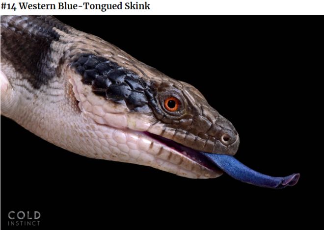 The 22 Most Flamboyant And Dangerous Creatures