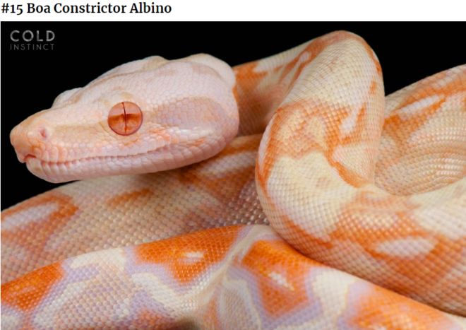 The 22 Most Flamboyant And Dangerous Creatures