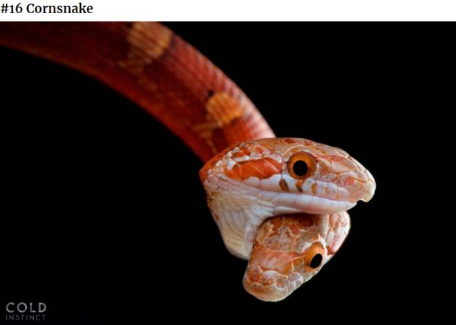 The 22 Most Flamboyant And Dangerous Creatures