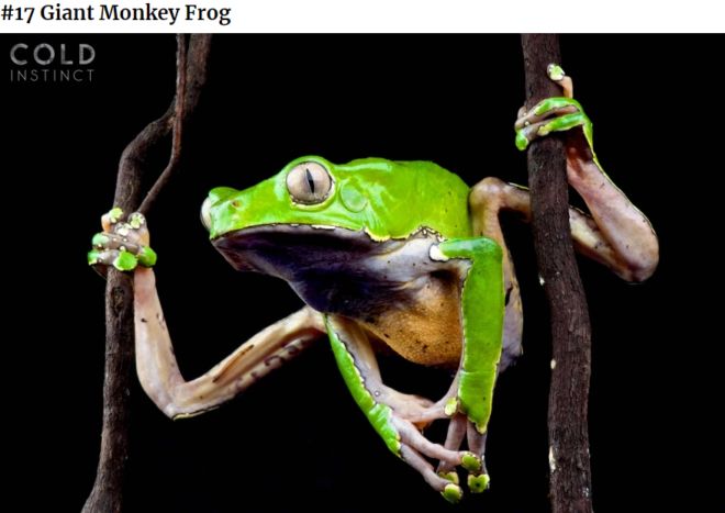 The 22 Most Flamboyant And Dangerous Creatures