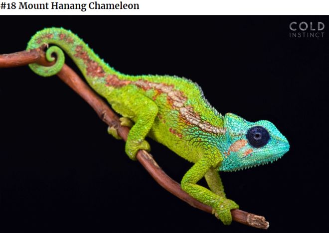 The 22 Most Flamboyant And Dangerous Creatures