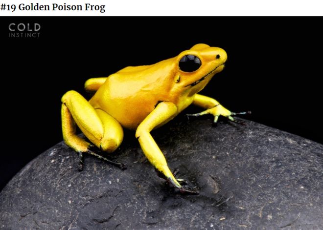 The 22 Most Flamboyant And Dangerous Creatures