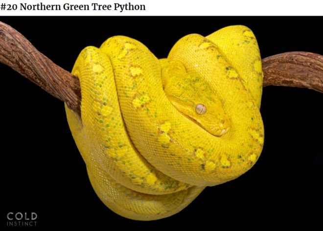 The 22 Most Flamboyant And Dangerous Creatures