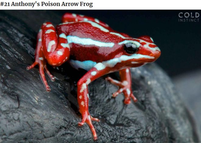 The 22 Most Flamboyant And Dangerous Creatures