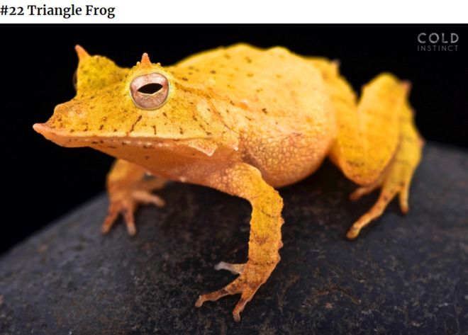 The 22 Most Flamboyant And Dangerous Creatures